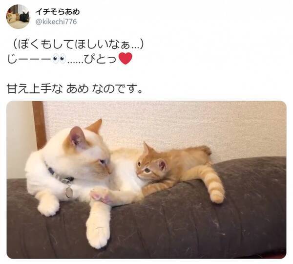 お兄ちゃん猫にべったり 甘え上手な子猫のおねだり動画にtwitter民メロメロ 年5月27日 エキサイトニュース