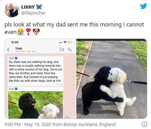 会いたかったよ 実は兄弟だったコッカープー同士が奇跡の再会 年5月29日 エキサイトニュース