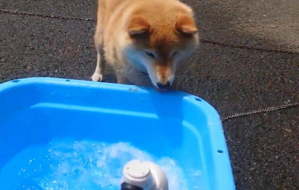 柴犬が水遊びした結果 水に噛みついてる 水は生き物です 年6月13日 エキサイトニュース