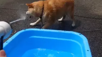 ひらめいた 水遊びがしたい犬が飲み水に肉球をつけてスポポポポ ン 21年4月日 エキサイトニュース