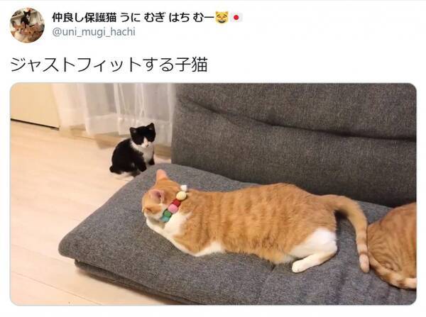 遊びに夢中で ジャストフィット してしまう子猫の動画に17万いいね これは反則 癒やされました 2020年6月27日 エキサイトニュース