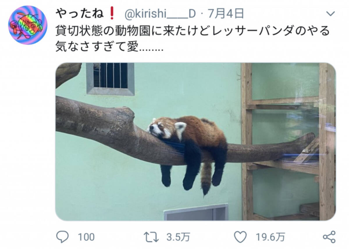 お客が少ないから やる気のなさすぎるレッサーパンダが話題に 年7月6日 エキサイトニュース