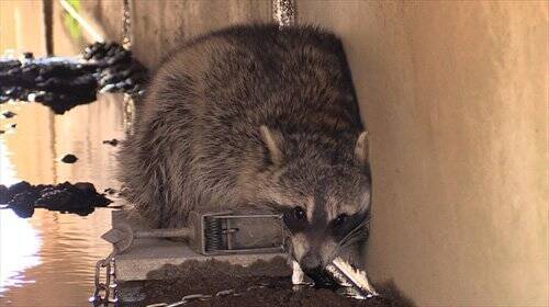 東京でとって食べる生活 ドキュメンタリー 第一弾 アライグマ Amazonprimevideoで7月下旬 8月上旬リリース予定 年7月8日 エキサイトニュース 2 3