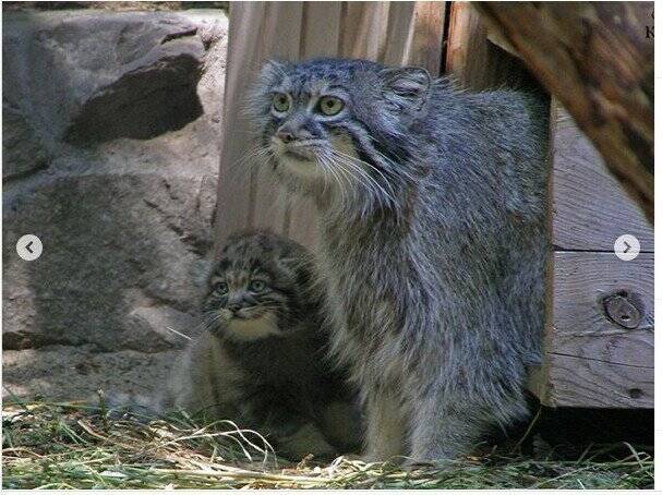 ロシアの動物園にいる赤ちゃんマヌルネコの 猫団子 が凄まじい破壊力 年7月22日 エキサイトニュース