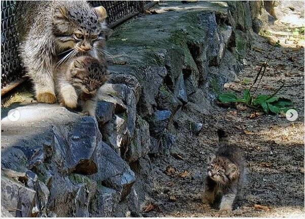 ロシアの動物園にいる赤ちゃんマヌルネコの 猫団子 が凄まじい破壊力 年7月22日 エキサイトニュース