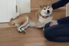 ﾌﾞﾙﾌﾞﾙ マナーモード並に震える病院嫌いの柴犬たち ゴメンだけど愛おしくって コッチは胸が震えちゃう 動画 年7月17日 エキサイトニュース
