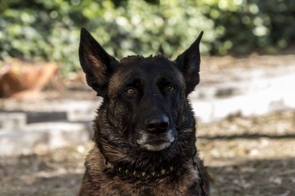 犬と猫が 怖い シッチェス映画祭 人間を恐怖のドン底に叩きつける 犬猫写真が解禁 ホラー通信 年9月30日 エキサイトニュース