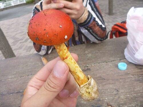 タマゴタケはイカニモ毒だが美味しいキノコ 東京でとって食べる生活 年10月14日 エキサイトニュース 2 4