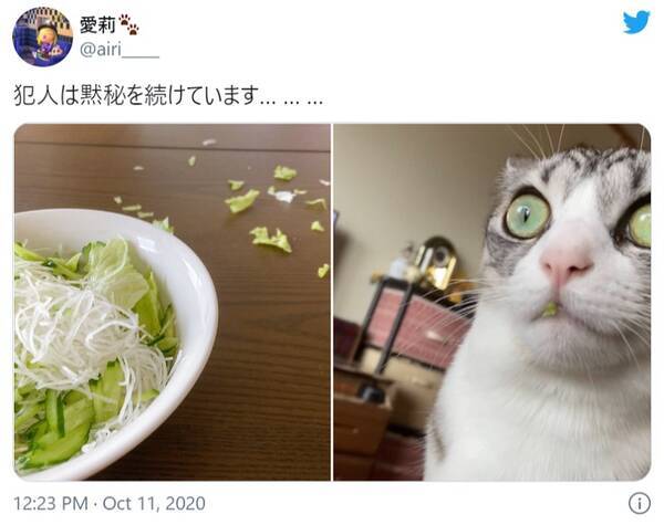 口元に証拠が レタスを食べた容疑に対し黙秘を続ける猫ちゃんが話題に 年10月14日 エキサイトニュース