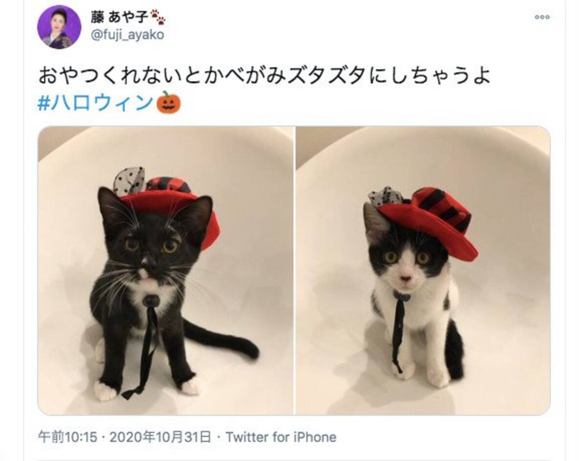 猫飼いが最も恐れるイタズラ 藤あや子さん家の マルオレ コンビ おやつくれないとかべがみズタズタにしちゃうよ 年10月31日 エキサイトニュース