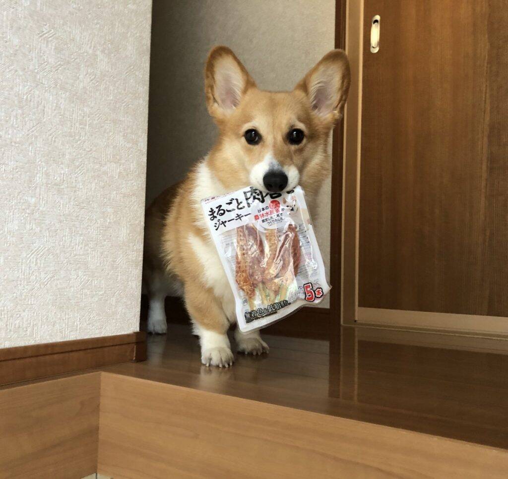 コーギー犬が これすごい美味しかった ジャーキーを持ち 目 で訴える姿が話題に どや顔が 尊い 又買ってくれい 年11月19日 エキサイトニュース