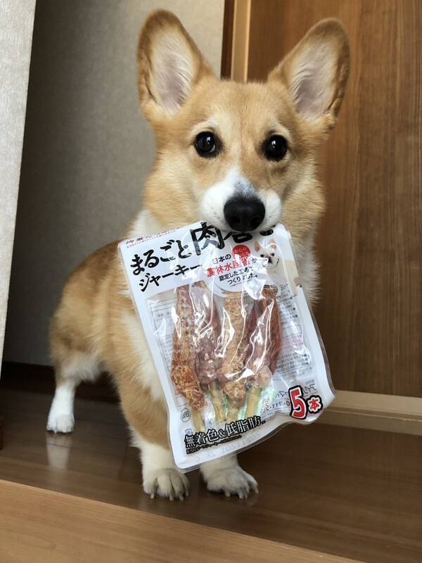 コーギー犬が これすごい美味しかった ジャーキーを持ち 目 で訴える姿が話題に どや顔が 尊い 又買ってくれい 年11月19日 エキサイトニュース