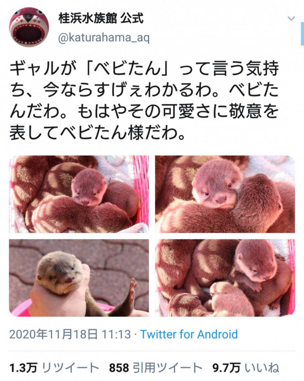 もはやその可愛さに敬意を表してベビたん様だわ カワウソの赤ちゃんにメロメロな桂浜水族館のツイートが話題に 年11月19日 エキサイトニュース