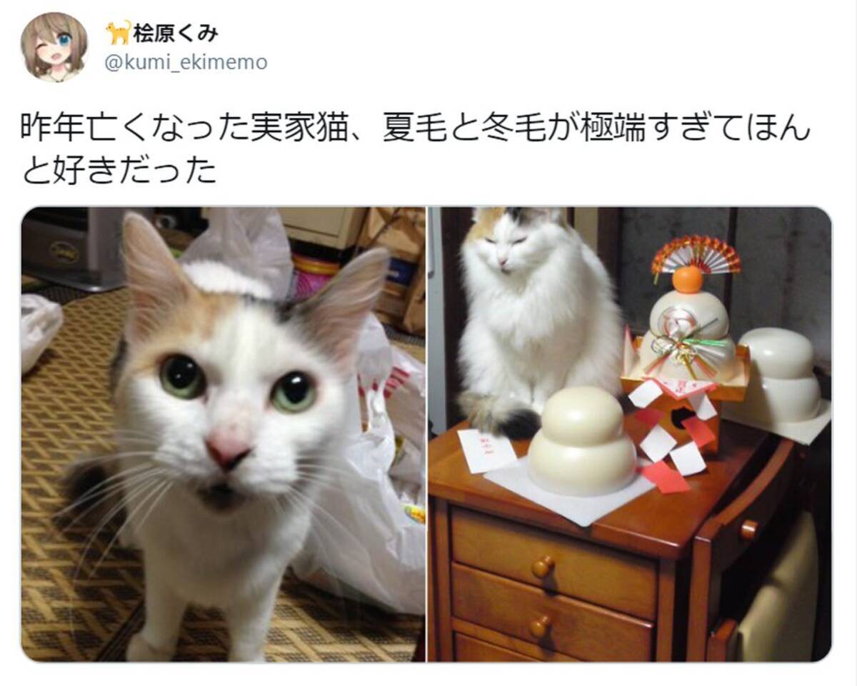 夏毛と冬毛が極端すぎて 猫の衣替えビフォーアフターがたまらニャい尊さ 年11月23日 エキサイトニュース