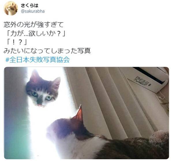 猫 力が 欲しいか 偶然撮影された神々しいニャンコの写真に30万超えいいね 年11月27日 エキサイトニュース