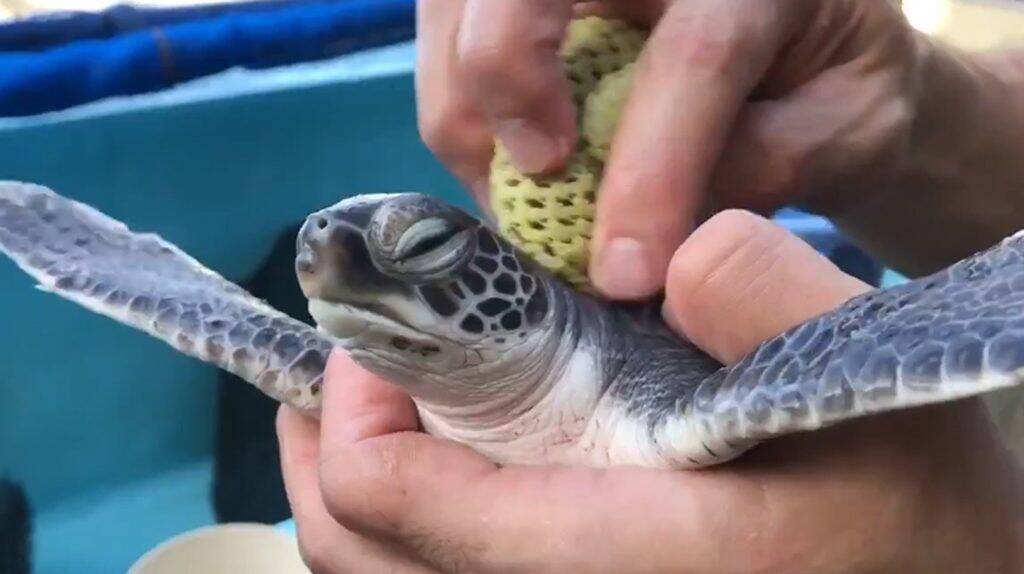 お空も飛べそう 赤ちゃんウミガメの甲羅磨き動画が癒やし度満点 年11月30日 エキサイトニュース