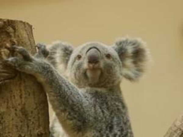 東山動物園のコアラのえさ代年間5600万円に 維持できないのなら飼うな の声 13年1月16日 エキサイトニュース