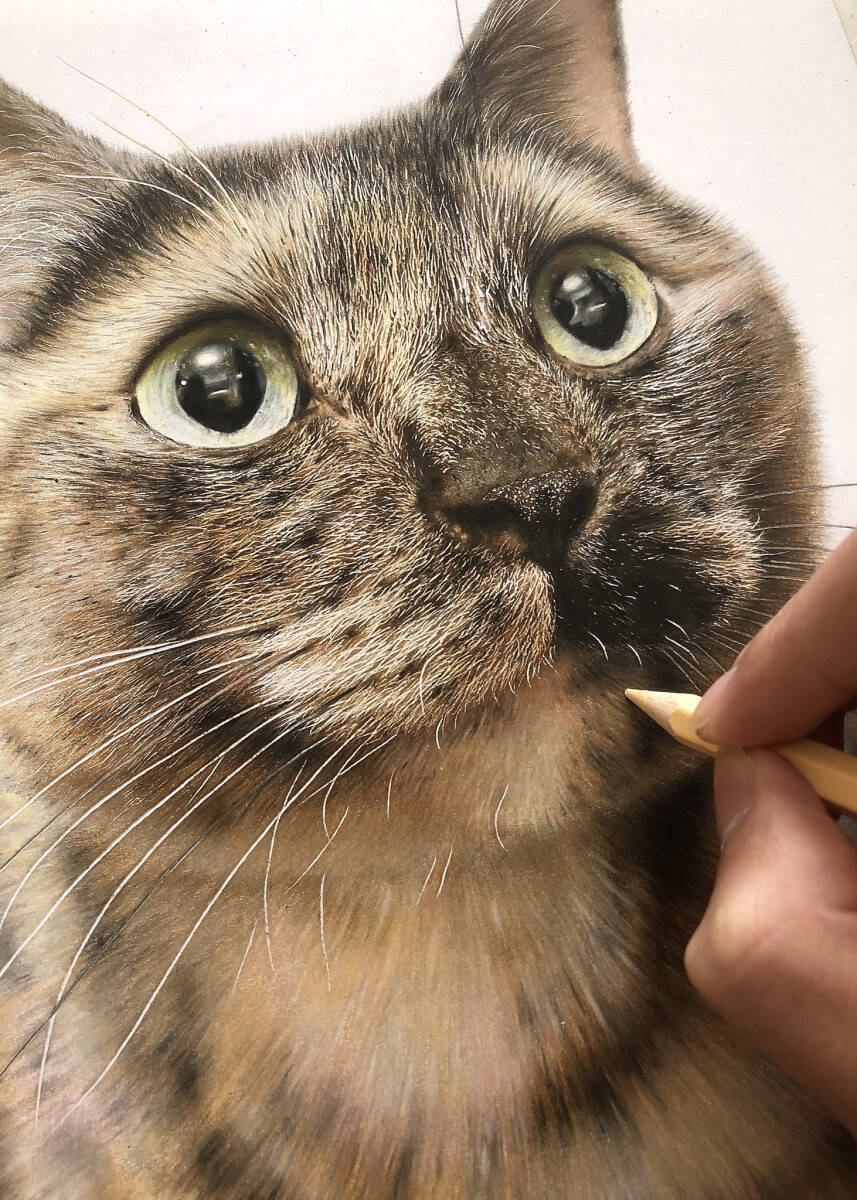 かわいすぎる猫の写真かと思いきや 実はこれ色鉛筆で描いたイラストなんです 年12月13日 エキサイトニュース
