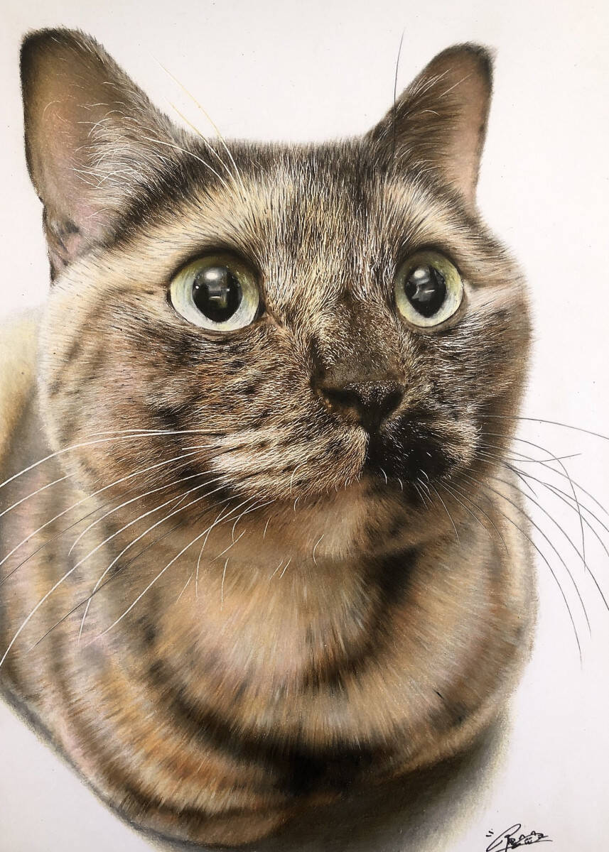 かわいすぎる猫の写真かと思いきや 実はこれ色鉛筆で描いたイラストなんです 年12月13日 エキサイトニュース