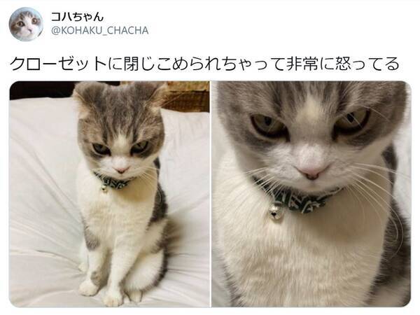 猫をうっかりクローゼットに閉じ込めてしまった結果 かわいすぎる怒り顔にtwitter民悶絶 年12月18日 エキサイトニュース