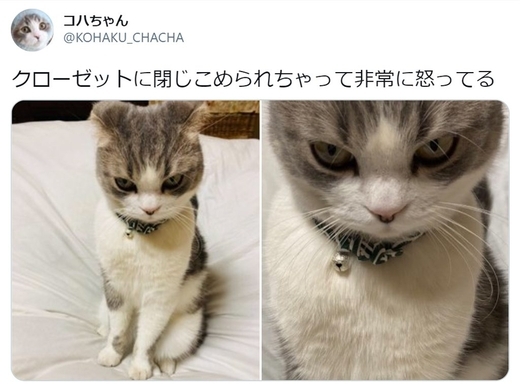 猫がうっかりハチを食べてしまい すっかり顔が変わってしまった 19年5月9日 エキサイトニュース