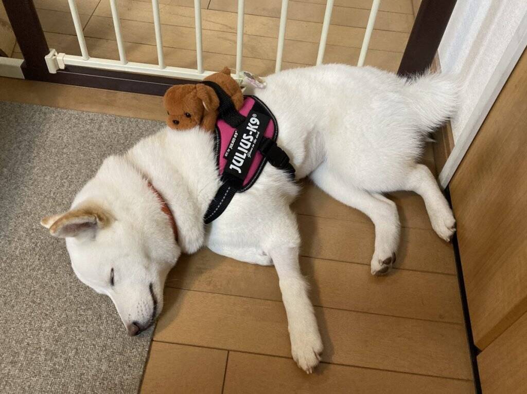 白い柴犬のハーネスに こいぬ つけた結果 育児疲れのお母さんみたいになった とても尊い 年12月24日 エキサイトニュース