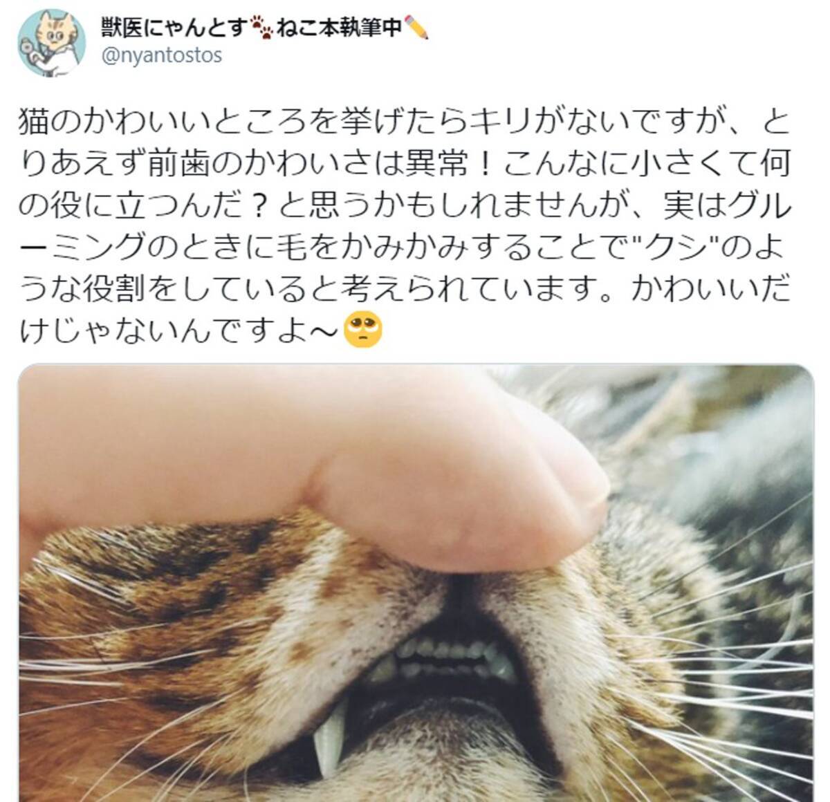 猫の小さな 前歯 は何のためにある かわいいだけじゃない意外な役割が話題に 21年1月3日 エキサイトニュース