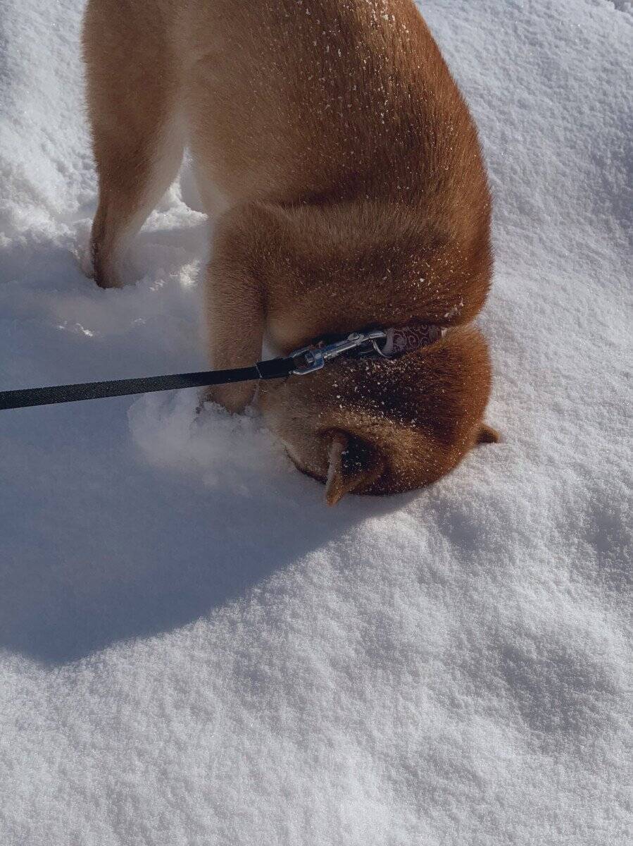 柴犬が雪の中に顔をうずめた結果 どんどん突き刺さっていく めり込んでますね 21年1月5日 エキサイトニュース