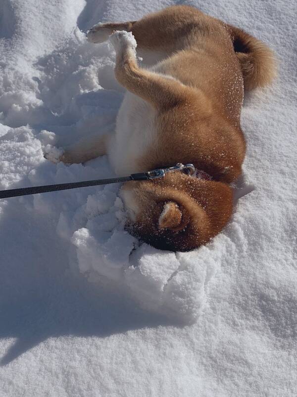 柴犬が雪の中に顔をうずめた結果 どんどん突き刺さっていく めり込んでますね 21年1月5日 エキサイトニュース