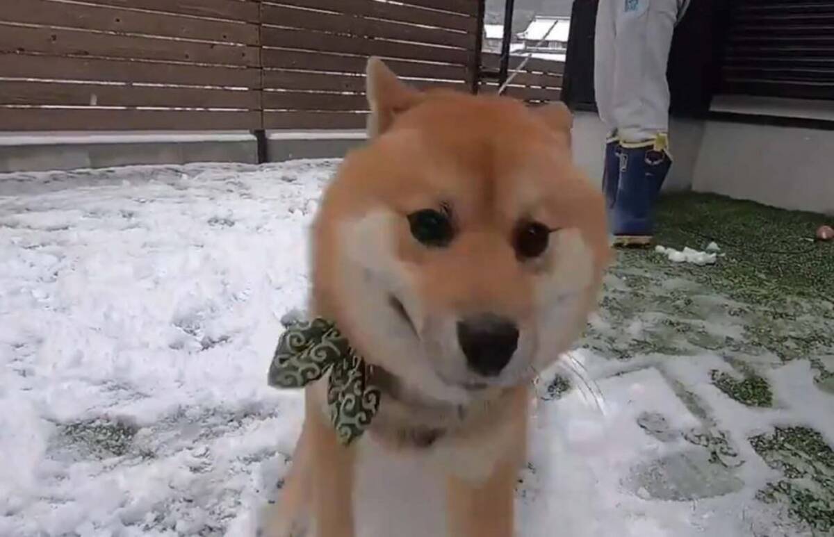 柴犬が人生ではじめての雪に出会った結果 大興奮して喜びが限界突破 もう誰にも止められない 21年1月15日 エキサイトニュース
