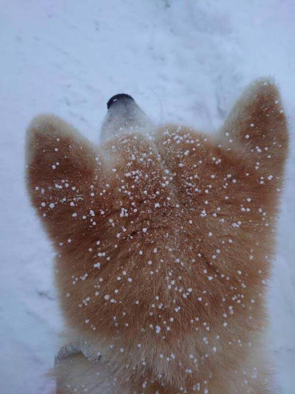秋田犬の頭に雪が降った結果 シュークリームにみえます これは揚げパンのお砂糖かかったのだ 21年1月23日 エキサイトニュース