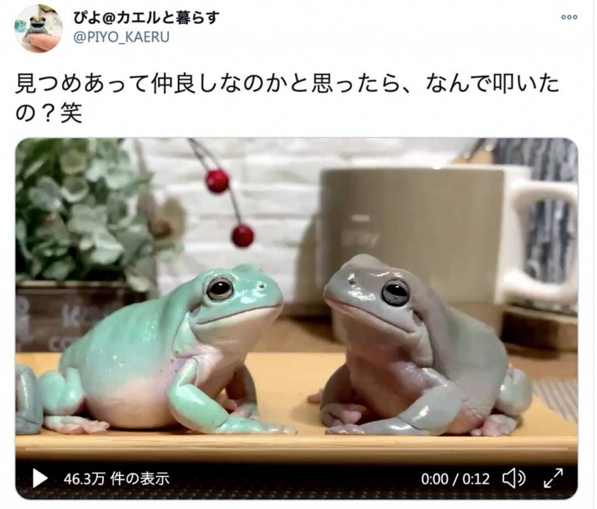 まるで漫才 仲良しそうな2匹なのに突如として相手を叩く かわいすぎるカエルの動画が話題に 21年1月25日 エキサイトニュース