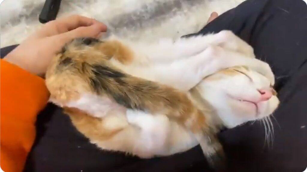 個性的な体勢で甘える オス三毛猫 の動画に注目集まる こんなんされたらメロメロ 21年1月27日 エキサイトニュース