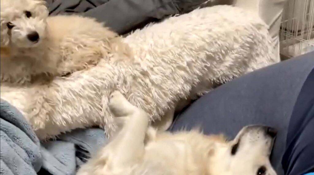 犬もだめにするソファ の威力とは あー 極楽極楽 落ちたワンコ 誤魔化してるような 21年1月30日 エキサイトニュース