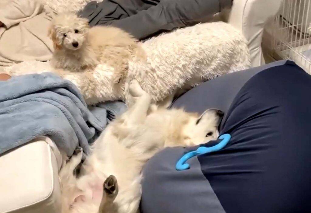 犬もだめにするソファ の威力とは あー 極楽極楽 落ちたワンコ 誤魔化してるような 21年1月30日 エキサイトニュース