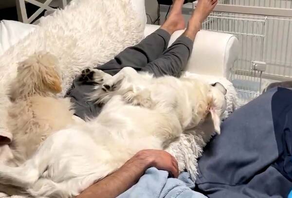 犬もだめにするソファ の威力とは あー 極楽極楽 落ちたワンコ 誤魔化してるような 21年1月30日 エキサイトニュース