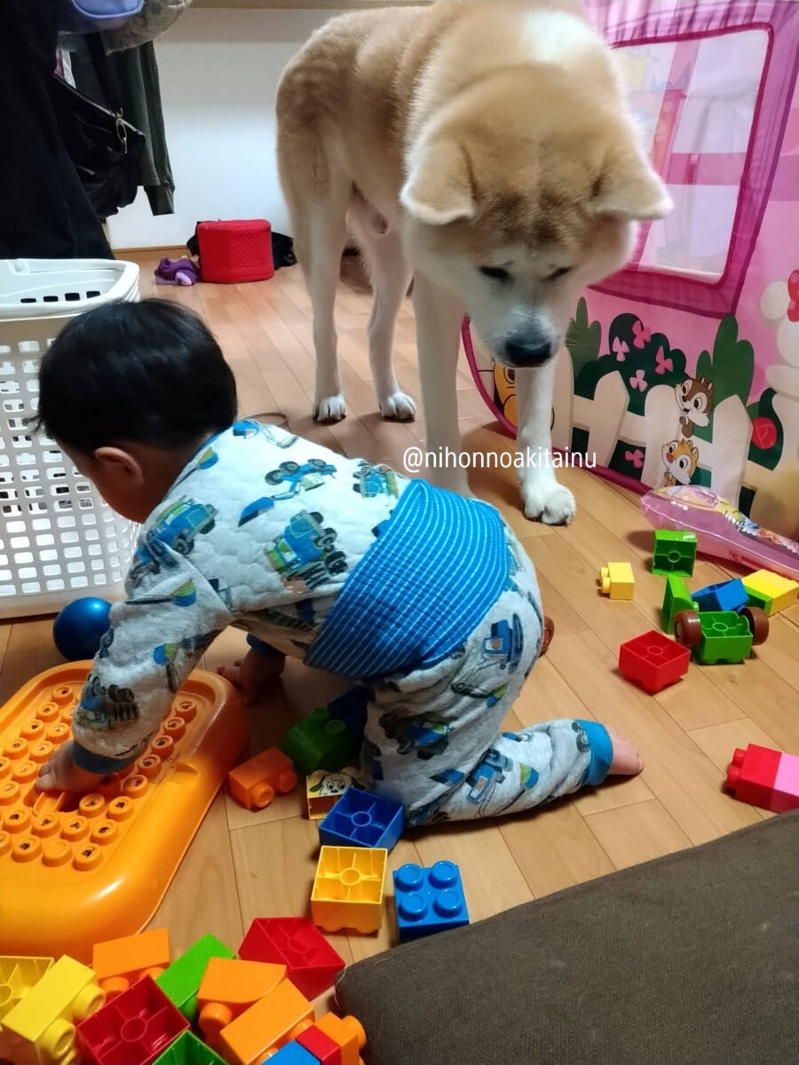 すべてはご主人のために 障害物をのりこえて甘えてくる秋田犬が愛おしすぎ 21年1月27日 エキサイトニュース