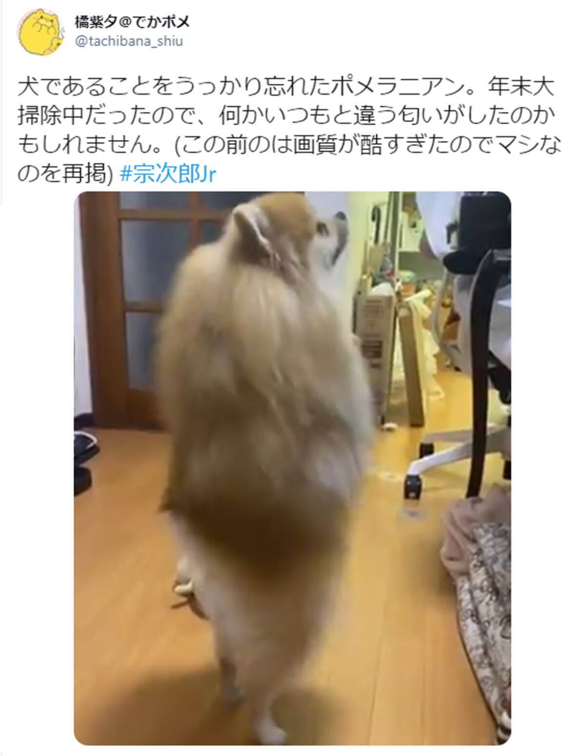 犬であることをうっかり忘れたポメラニアン がおもしろキュート 前世はバレリーナ 何度見ても笑う 21年1月30日 エキサイトニュース