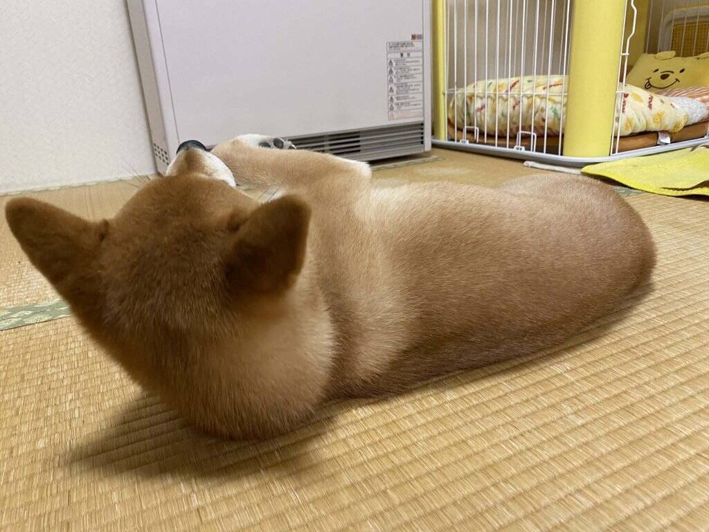 柴犬の 後ろ姿 を撮ろうとした結果 ばっちりカメラ目線 犬あるあるですね 21年2月10日 エキサイトニュース