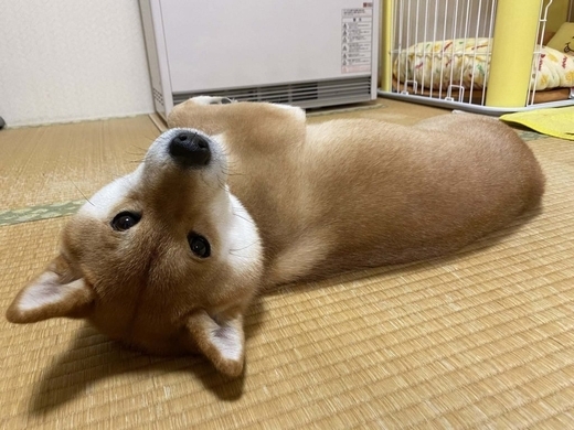 柴犬が暑い日に散歩した結果 犬に散歩させられている人 めちゃ笑顔だね 年5月9日 エキサイトニュース