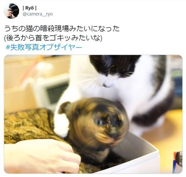 まるで暗殺現場 猫の失敗写真に注目集まる 必殺仕事にゃん 声出して笑った 21年2月11日 エキサイトニュース