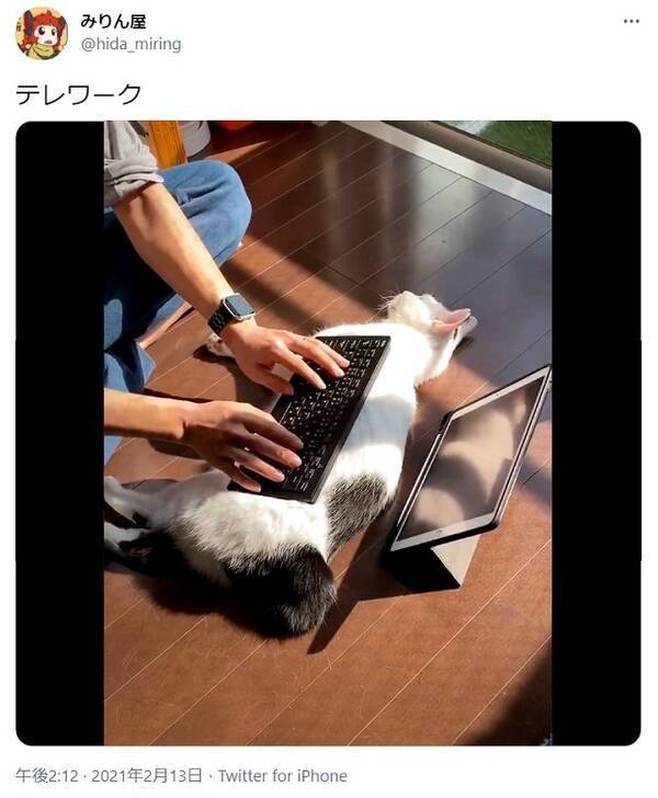 かわいい Win Winですにゃん ネコのおなかにキーボードを置いてテレワークする動画に癒やされる人続出 21年2月14日 エキサイトニュース