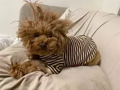 絵文字のモノマネをするトイプードル トイプードルの姿をした人間としか思えない なんでそんなに可愛いんだよ 21年2月16日 エキサイトニュース