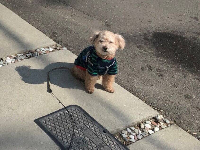 犬が お気に入りおもちゃ を洗濯されてしまった結果 なんて可愛い表情 ぬいぐるみしかいない 21年2月25日 エキサイトニュース