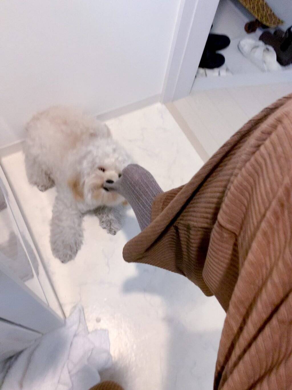 靴下を強奪する犬 置き引きじゃなくてまさかの強奪 あ 逃げた 21年3月2日 エキサイトニュース