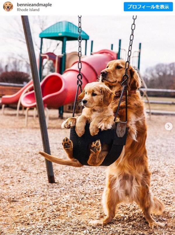 子犬の面倒を見るのって大変だね 最高のコンビ なんなのよ もう 2021年3月11日 エキサイトニュース