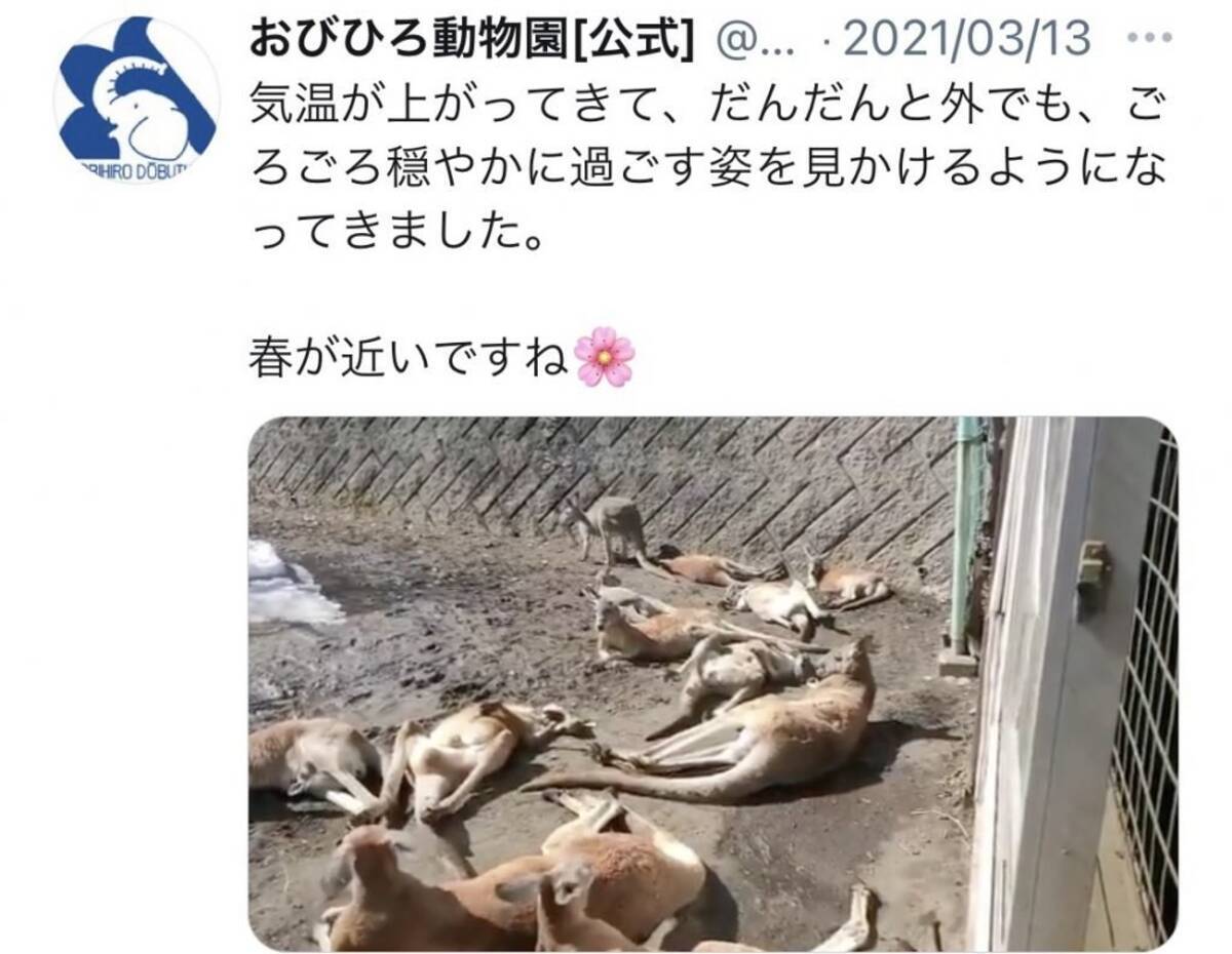 おびひろ動物園のカンガルーがくつろぐ動画に サウナの休憩室でよく見かける風景 ツッコミの声 21年3月24日 エキサイトニュース