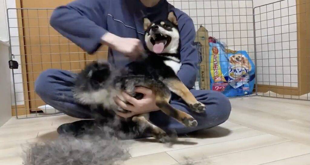 柴犬のブラッシング動画がネットで反響 毛が短そうなのに なぜこんなにあるの その毛少し僕の髪に分けて貰えますか 21年4月3日 エキサイトニュース