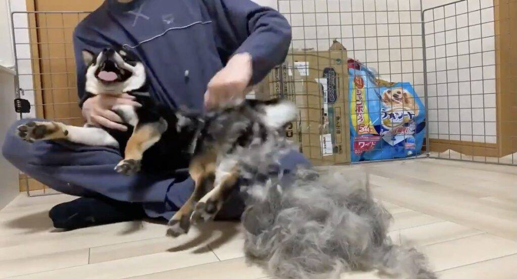 柴犬のブラッシング動画がネットで反響 毛が短そうなのに なぜこんなにあるの その毛少し僕の髪に分けて貰えますか 21年4月3日 エキサイトニュース