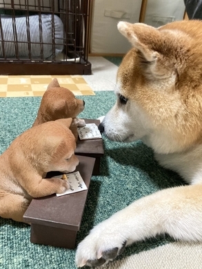 柴犬の仔犬があぐらをかいた結果 可愛いから許す うちも こんな座り方してます 年11月26日 エキサイトニュース